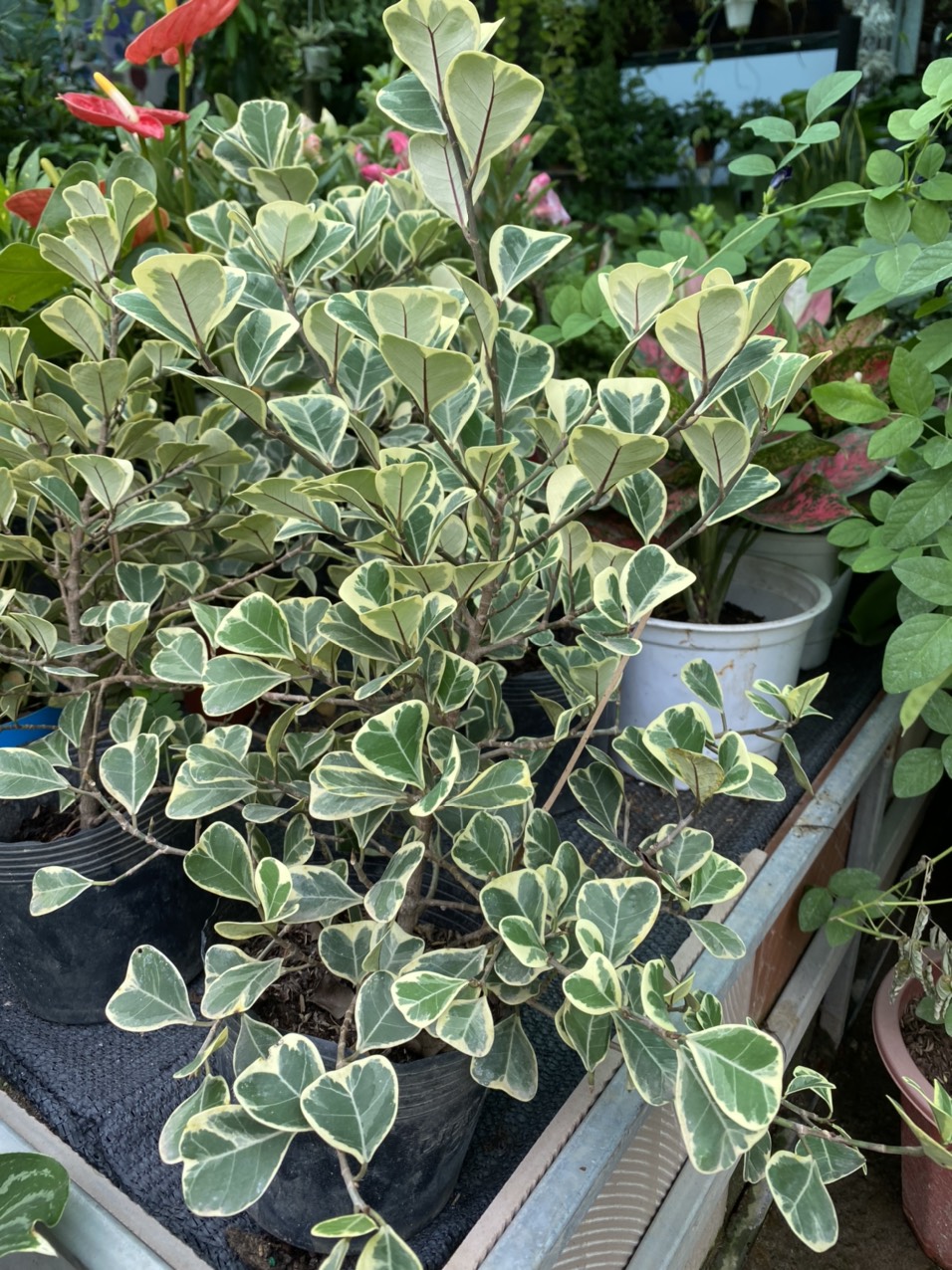 z3494195209188_8e1e9e60966c3bd5238838dd4d90f275