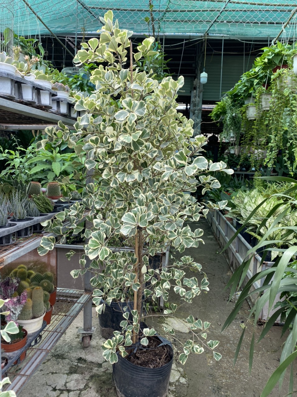 z3494195229153_685ef4cb0da9281de5ad8166801e892f