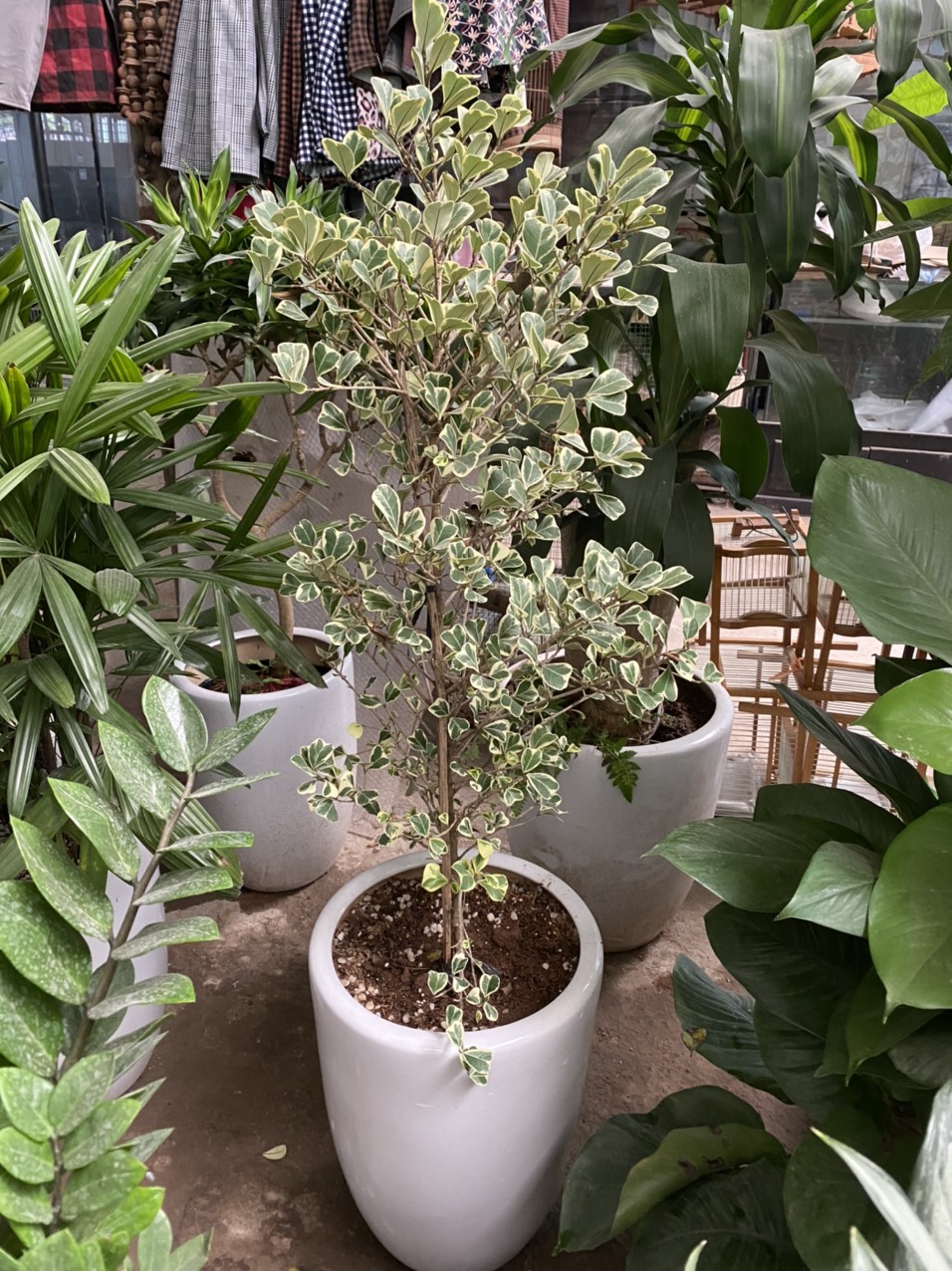 z3494195605206_344800e71d1ce1fab6ec625e5bc05f17