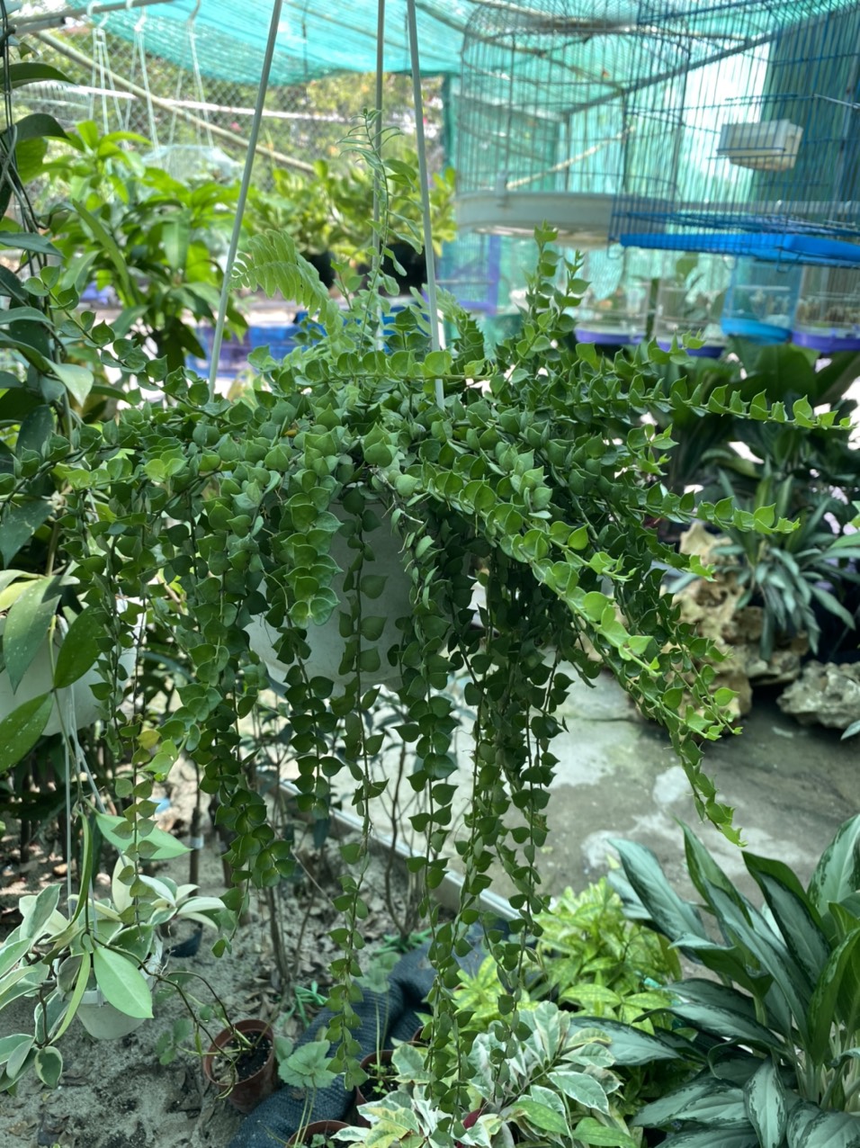 z3496916193094_e977474806612331ff846d60d9e3fcc7