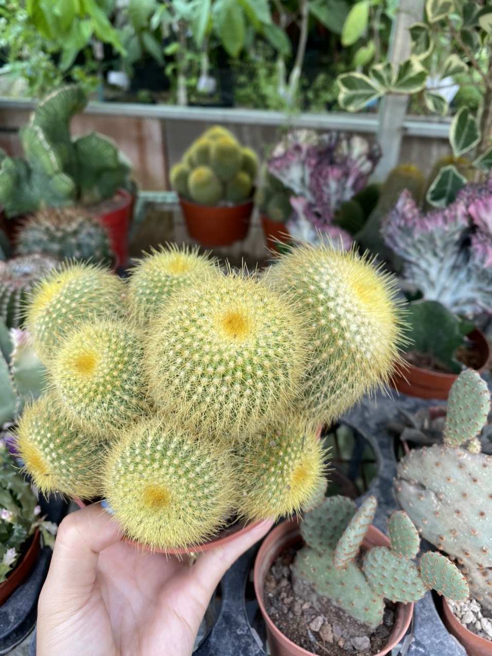 z3499702114508_f01c73f8afe797ef64d302aae4b74adb