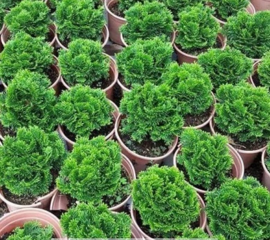 1589274373_3198_99d9562d09d6b7ccd7e519d63d0adef6