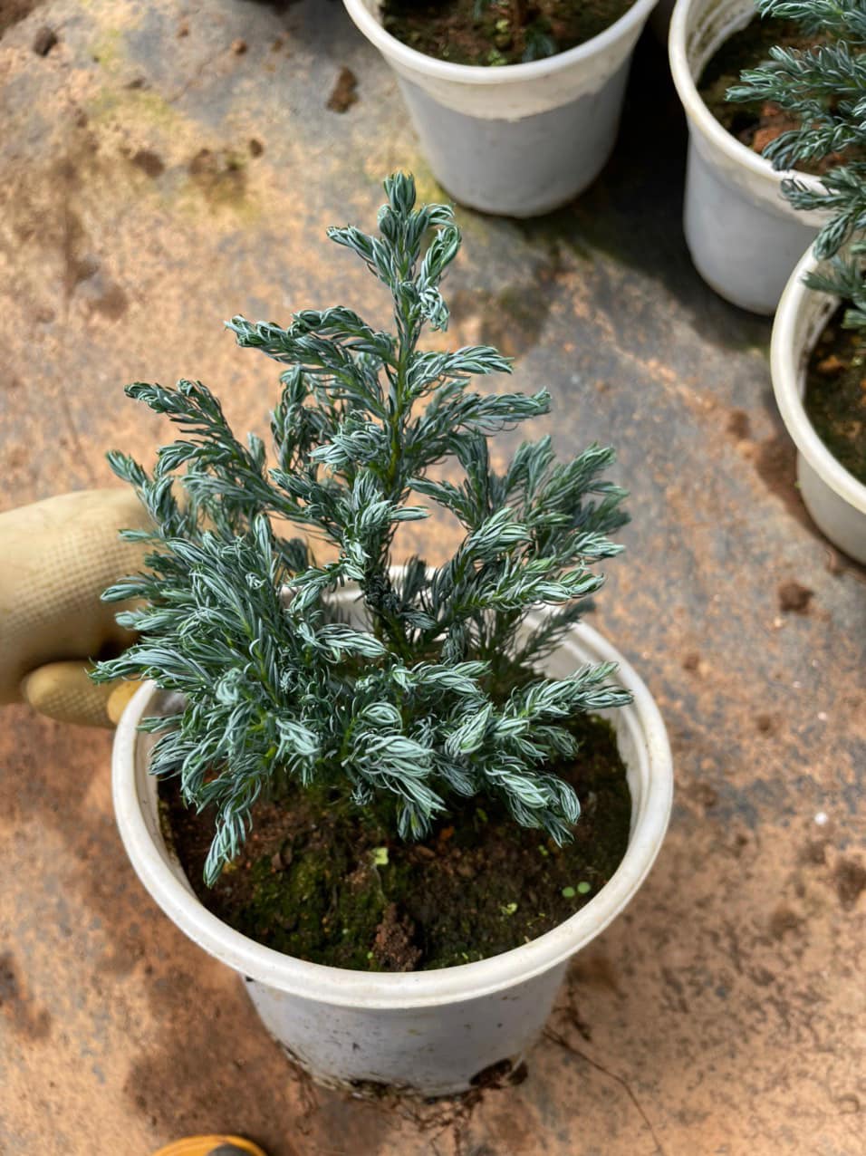 277673899_5691615830855415_7983804651260058967_n