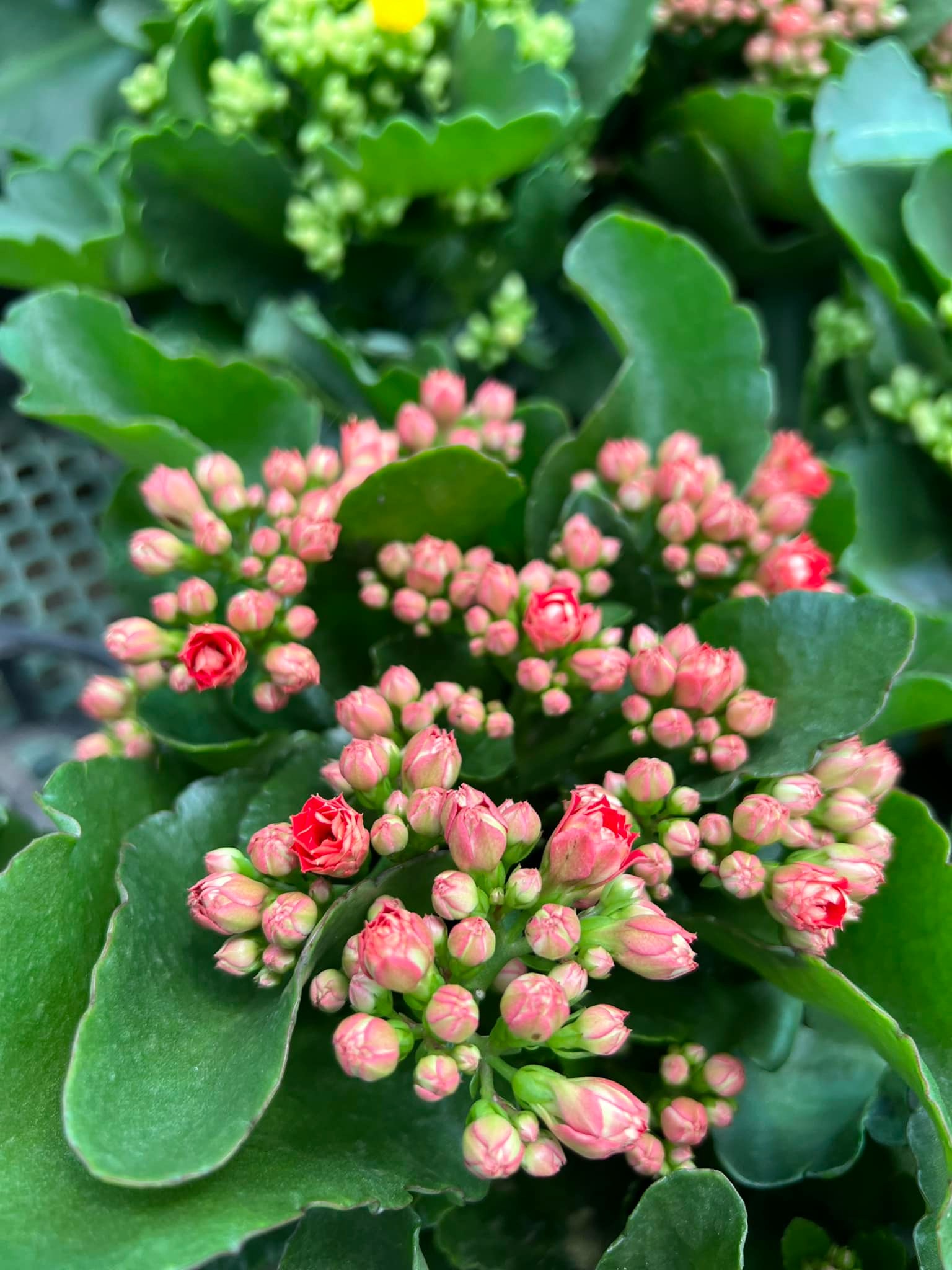 290743159_5932870006729995_5182027459237130291_n