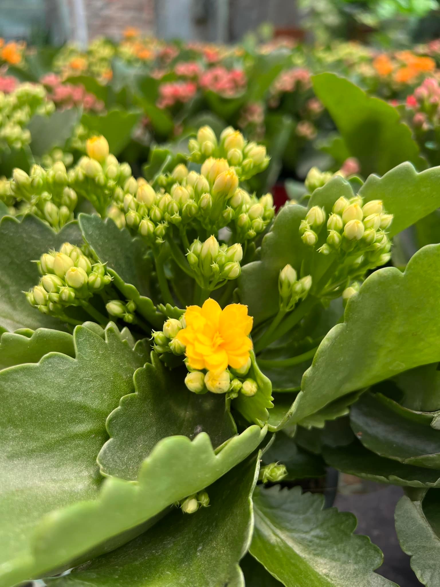 290906423_5932870123396650_1852623676864687003_n