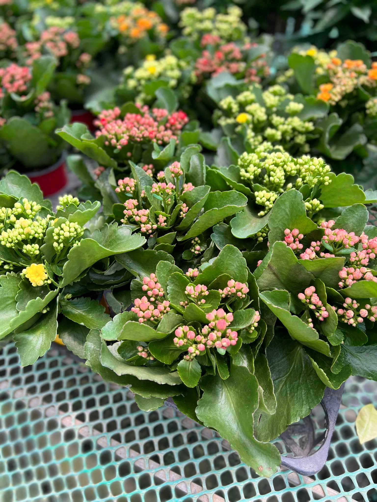 291603987_5932870096729986_1153706869608305849_n