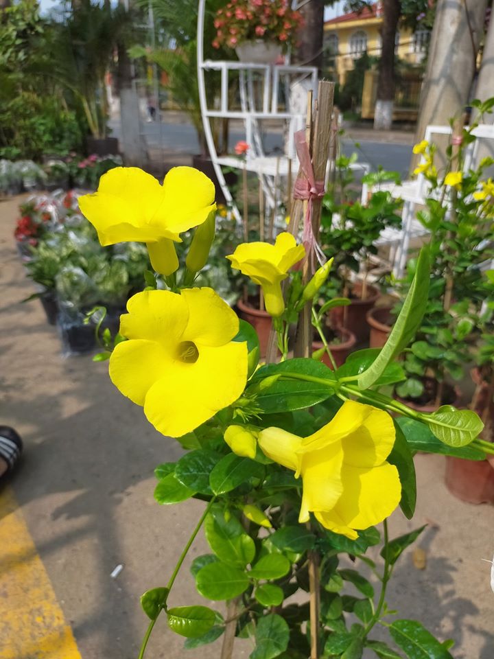 97998249_3525042120845084_3208476037675483136_o