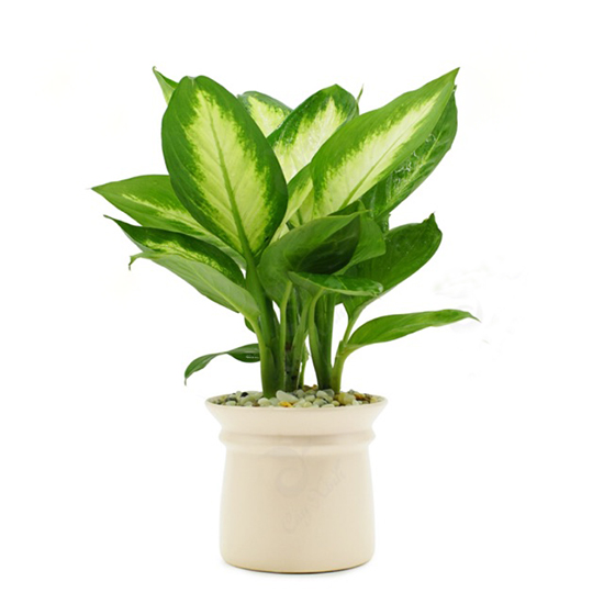 ban-cay-sao-sang-thuy-sinh-dep