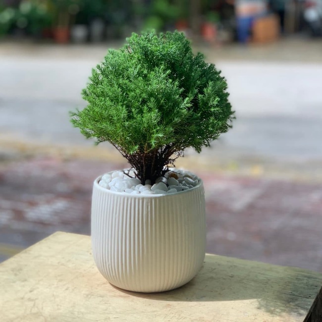 cay-tung-bong-lai-trong