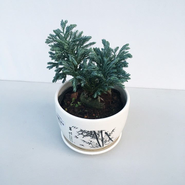 cây-tùng-tuyết-để-bàn