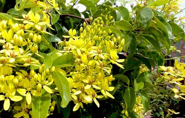 hoa-mai-hoang-yen-agrico-1