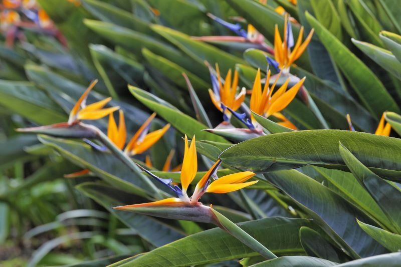 hoa-thien-dieu-81-800x533