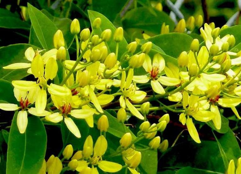 ky-thuat-trong-mai-hoang-yen-768x556