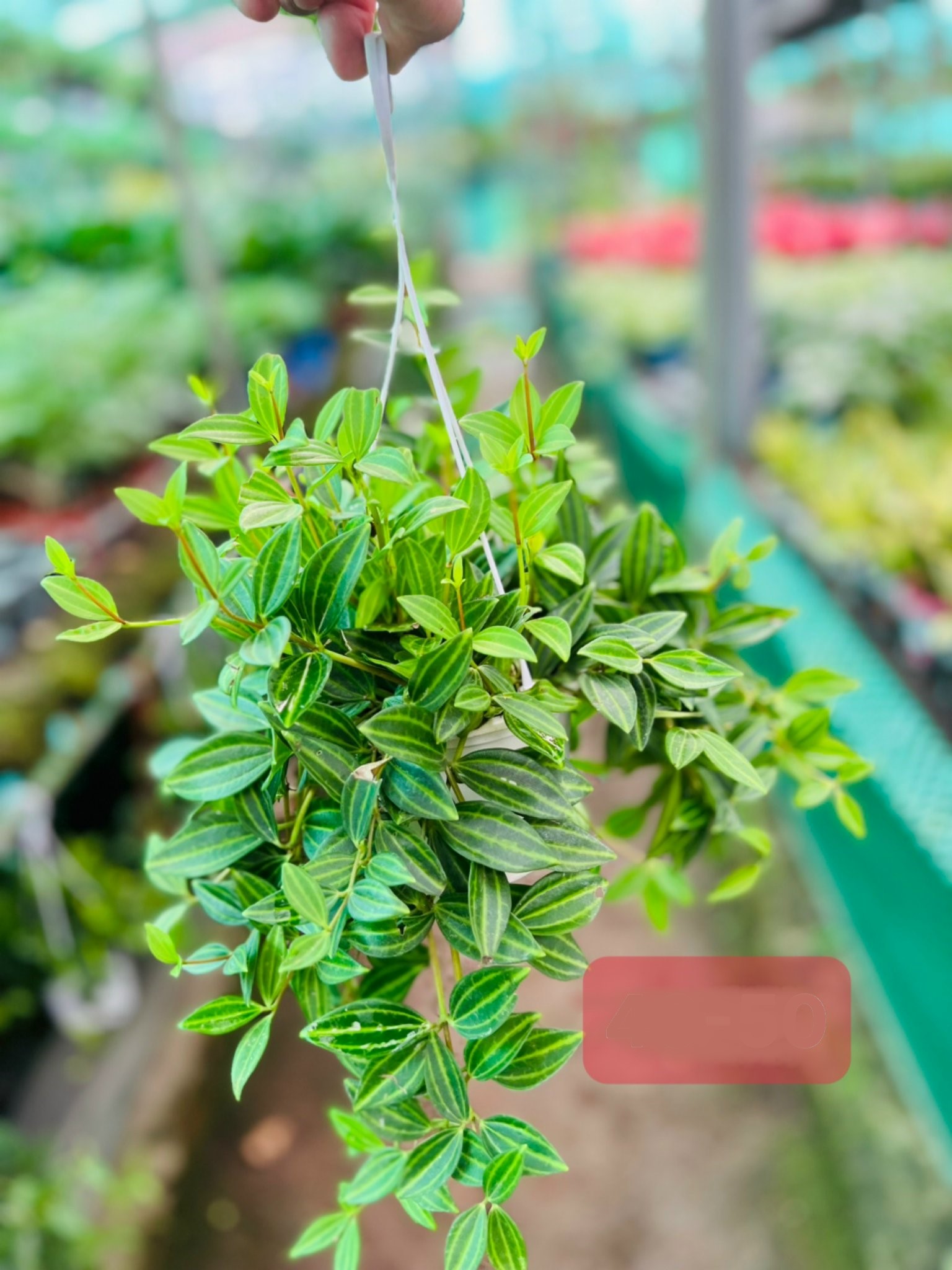 Bình an treo nhỏ 40k