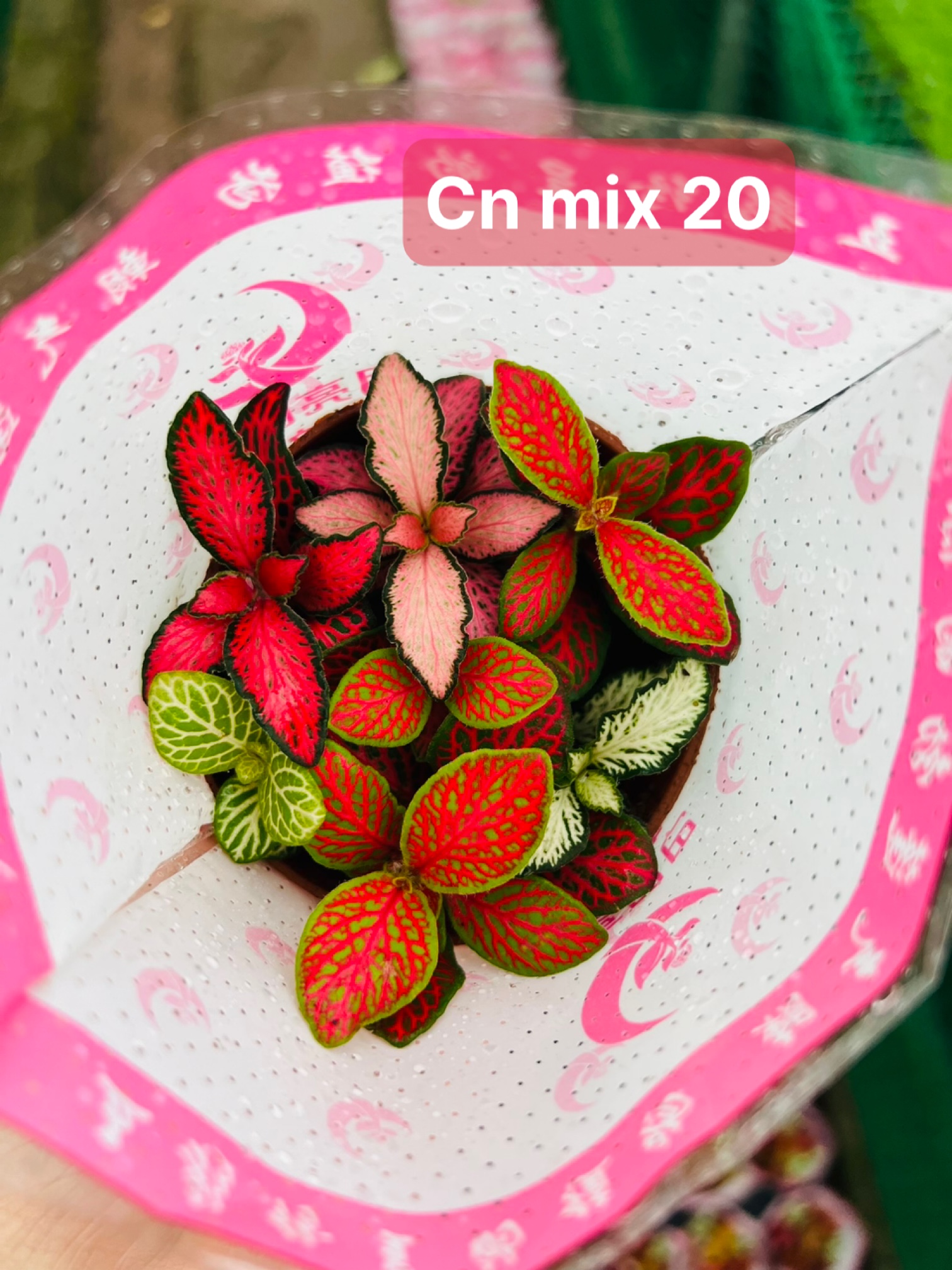 Cẩm nhung mix