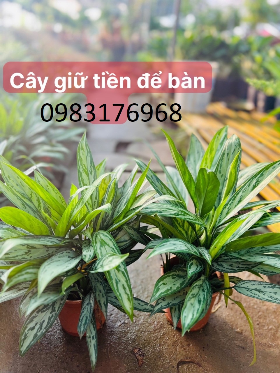 Cây giữ tiền để bàn 50