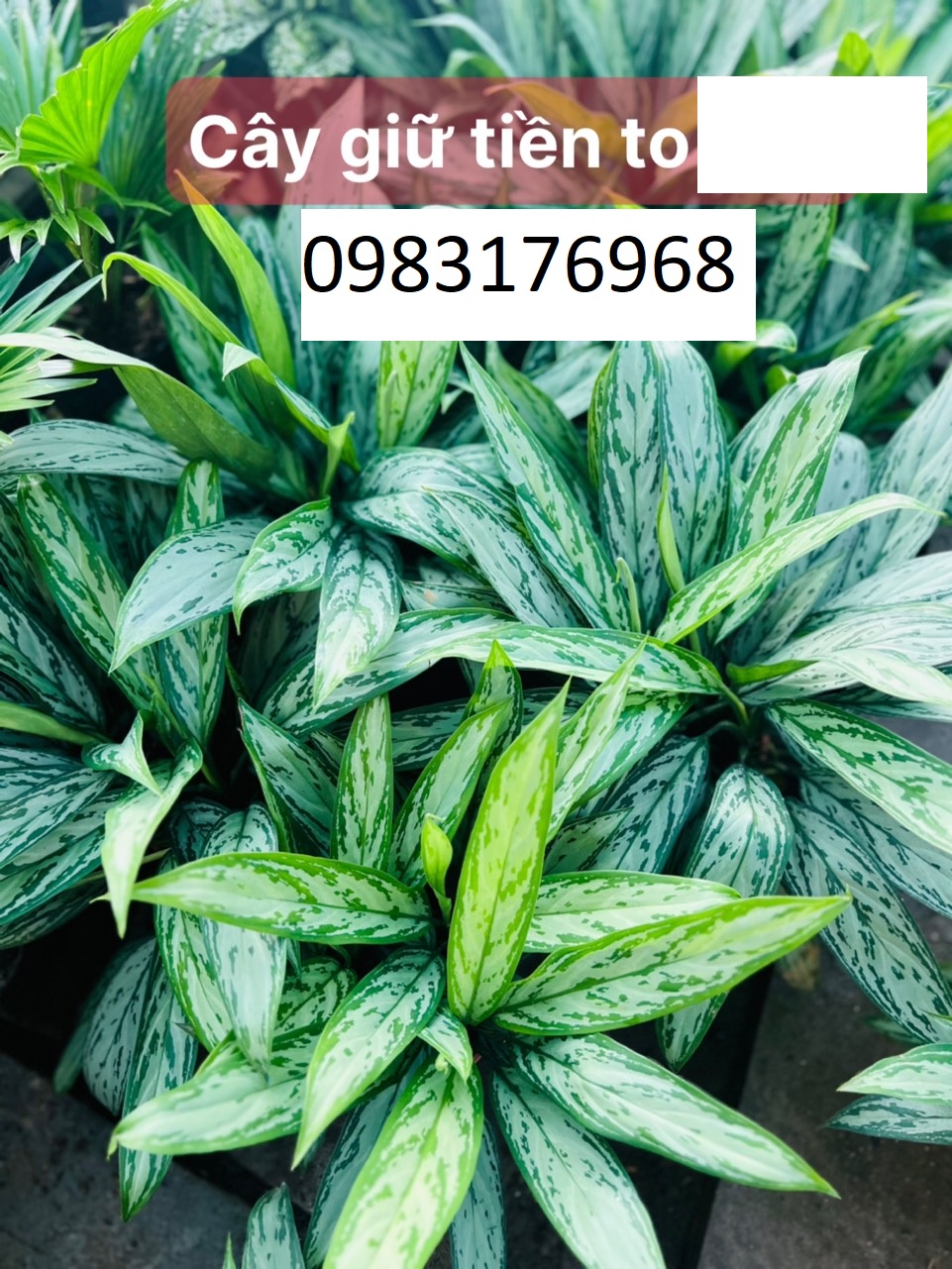 Cây giữ tiền to 70