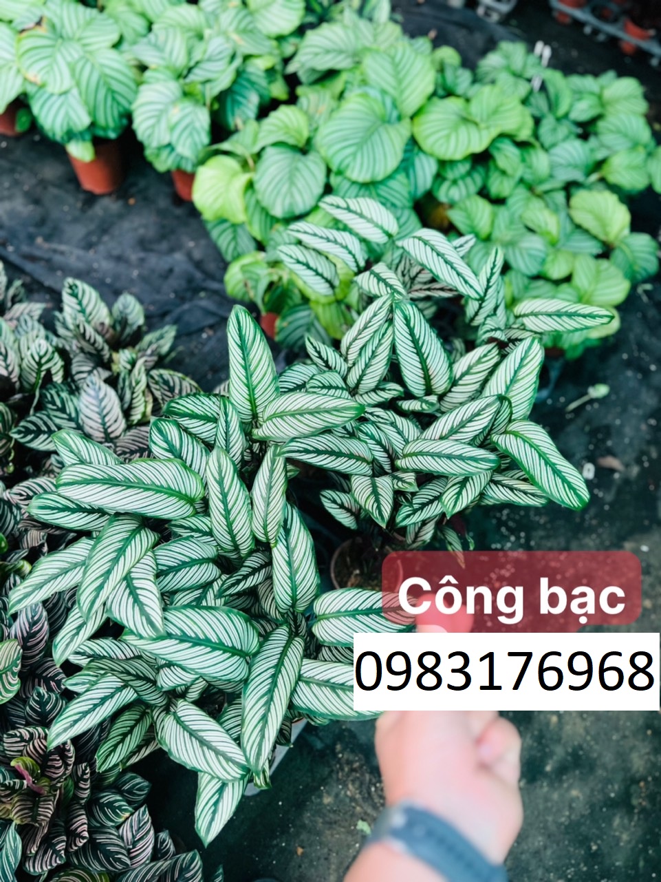 Công bạc 55