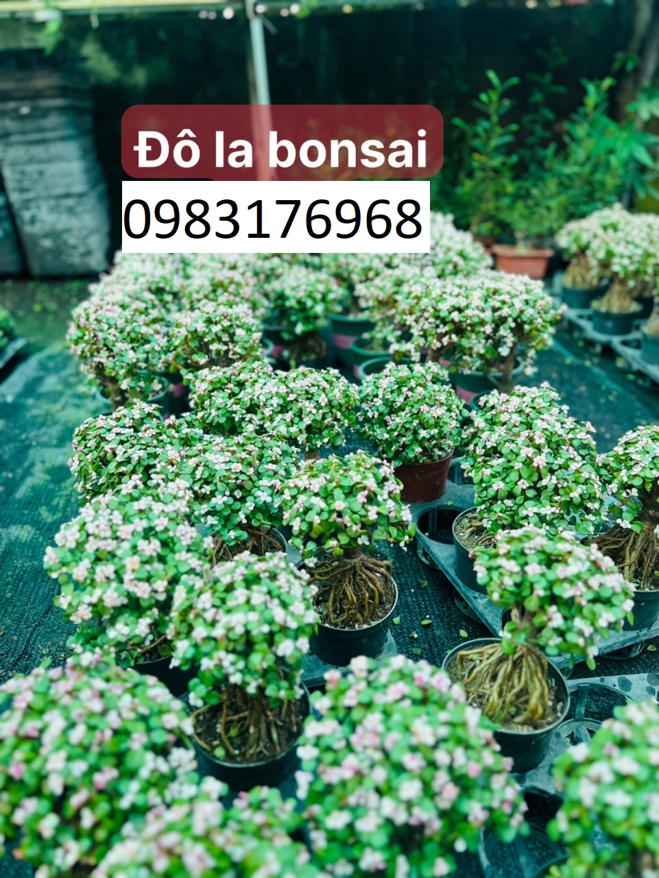 Đô la bonsai 75