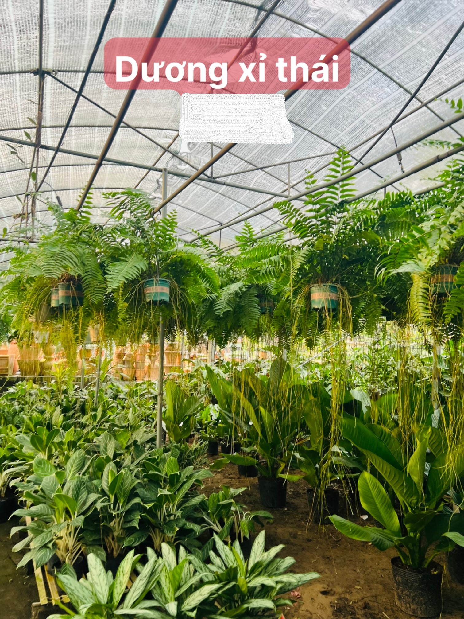 Dương xỉ thái 200