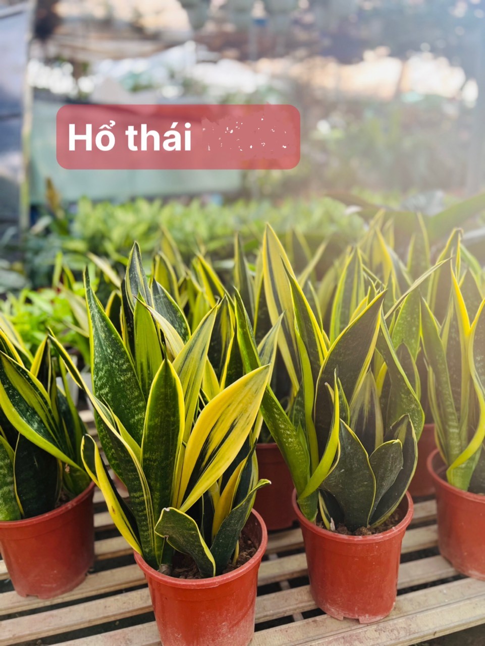 Hổ thái 100