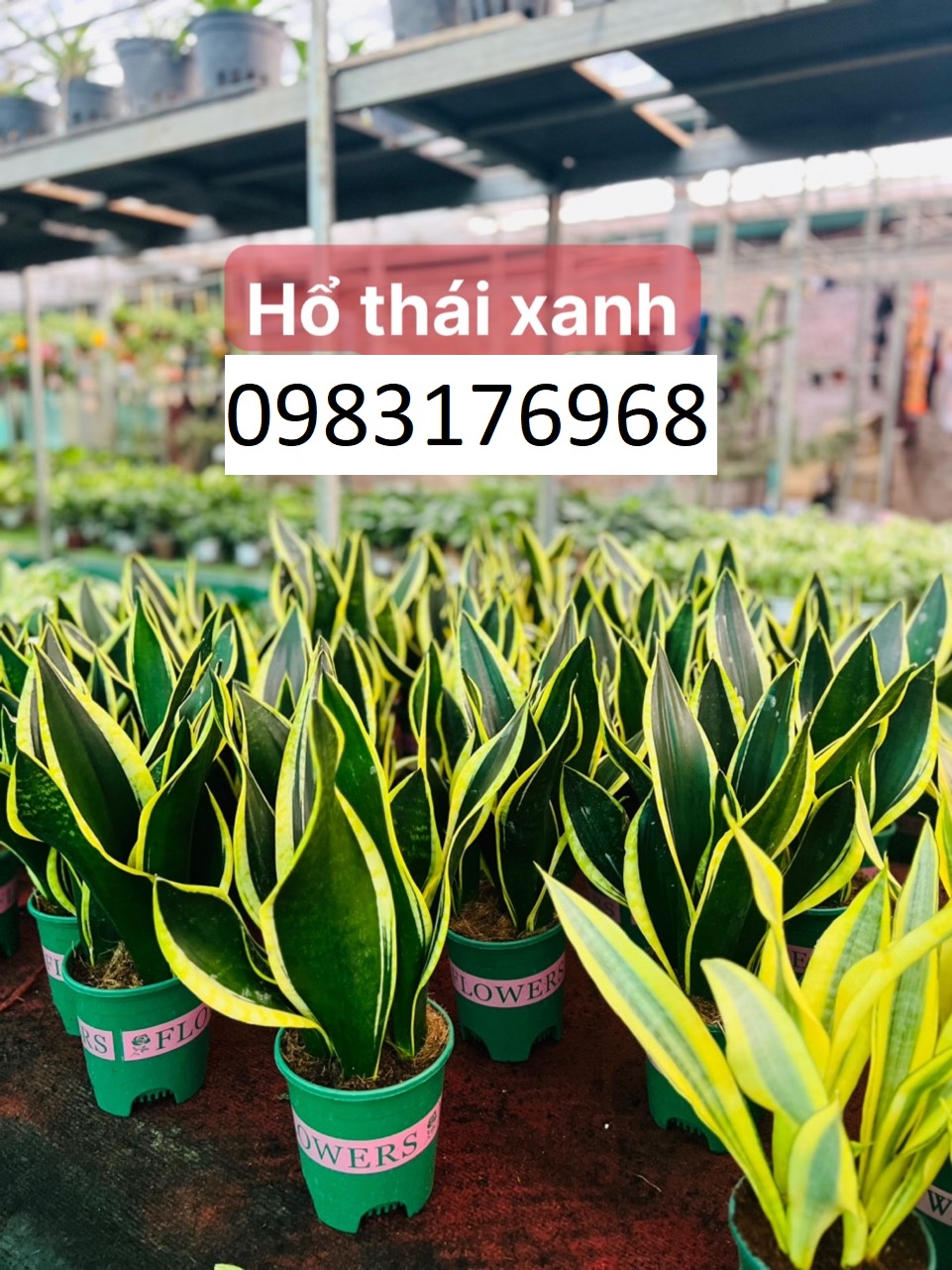 Hổ thái xanh p 75