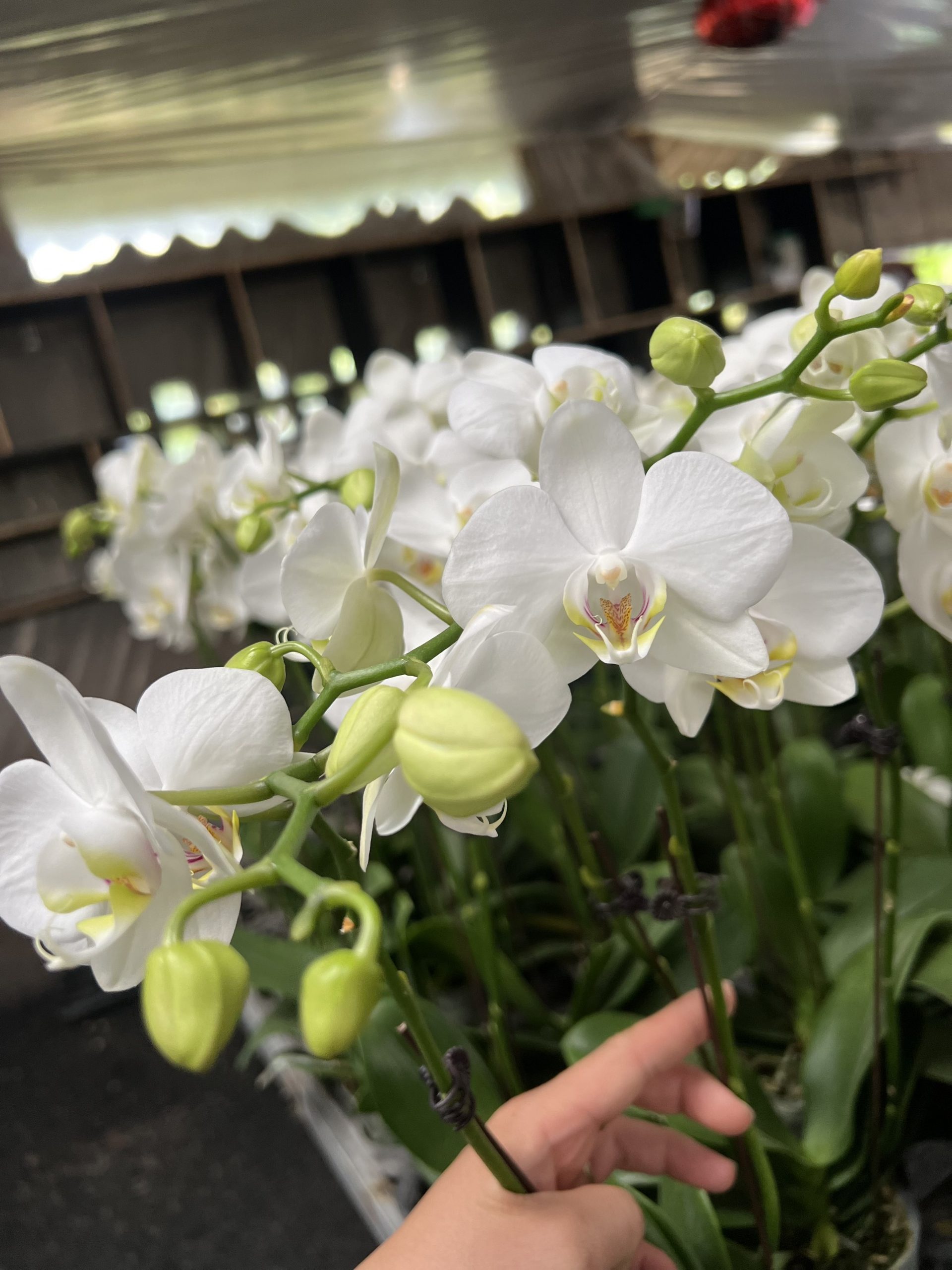 Lan trắng AMA 3.0 2 ngồng - 95k