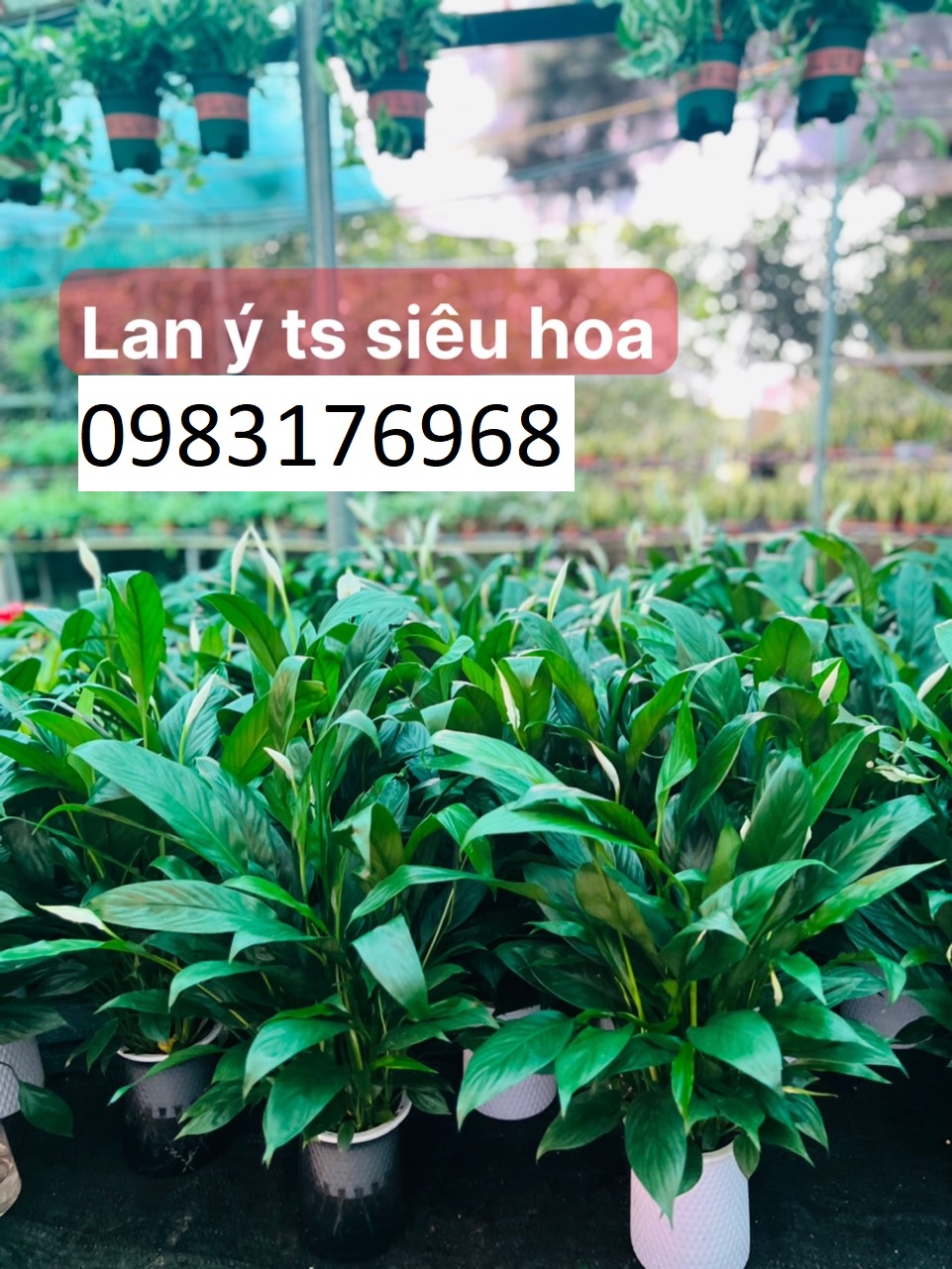 Lan ý ts siêu hoa 65