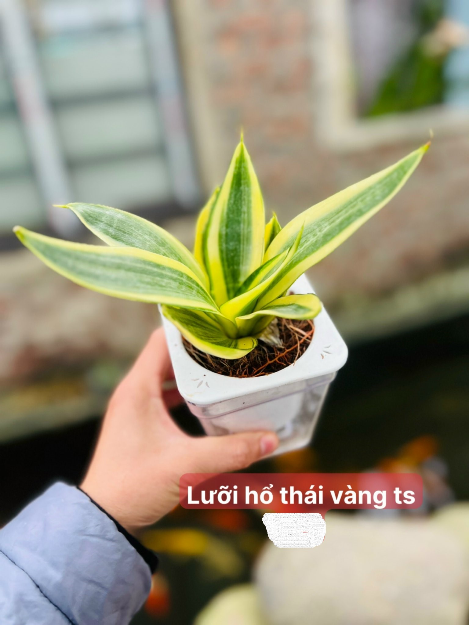 Lưỡi hổ thái vàng ts 40