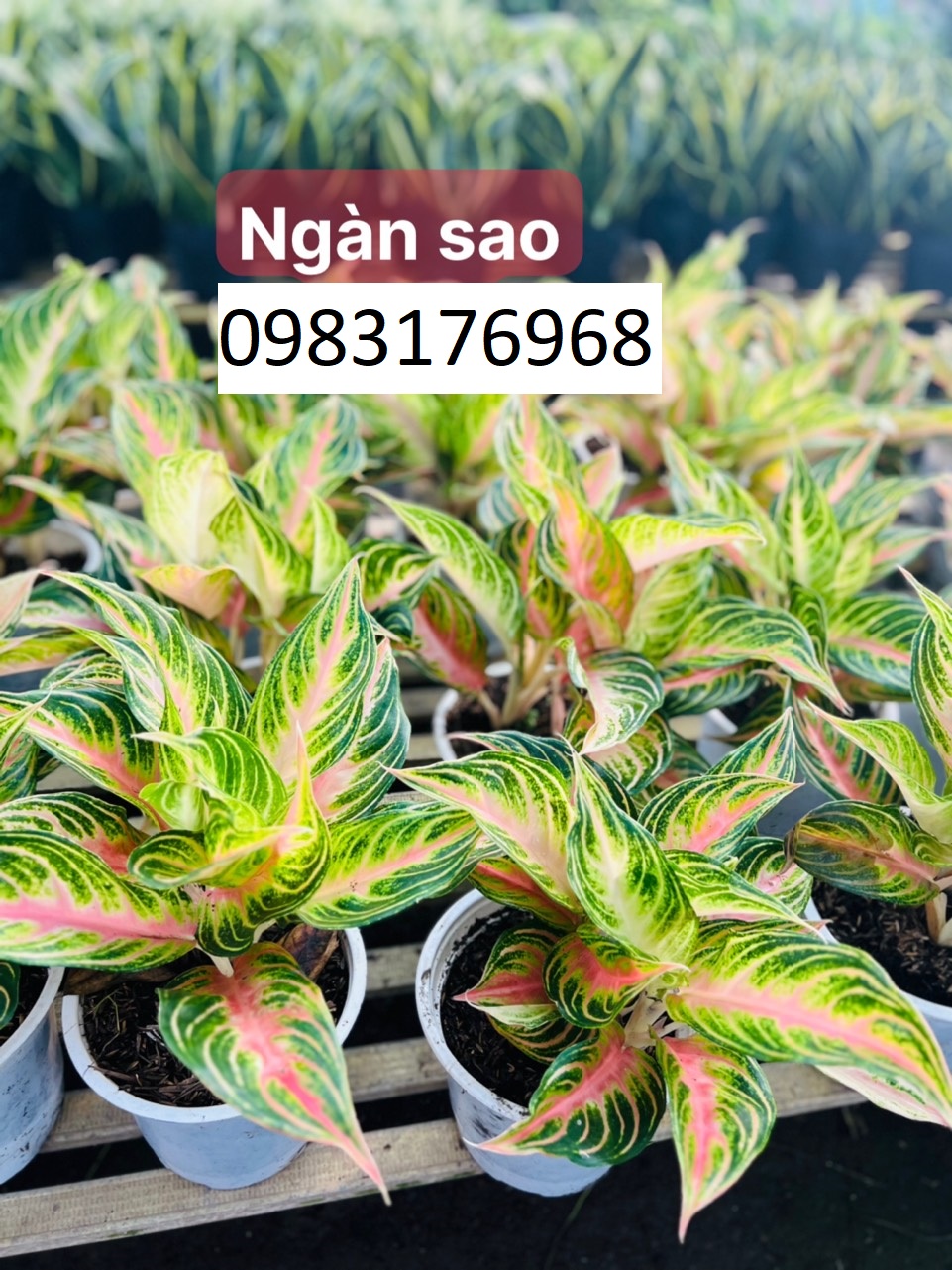 Ngàn sao 85
