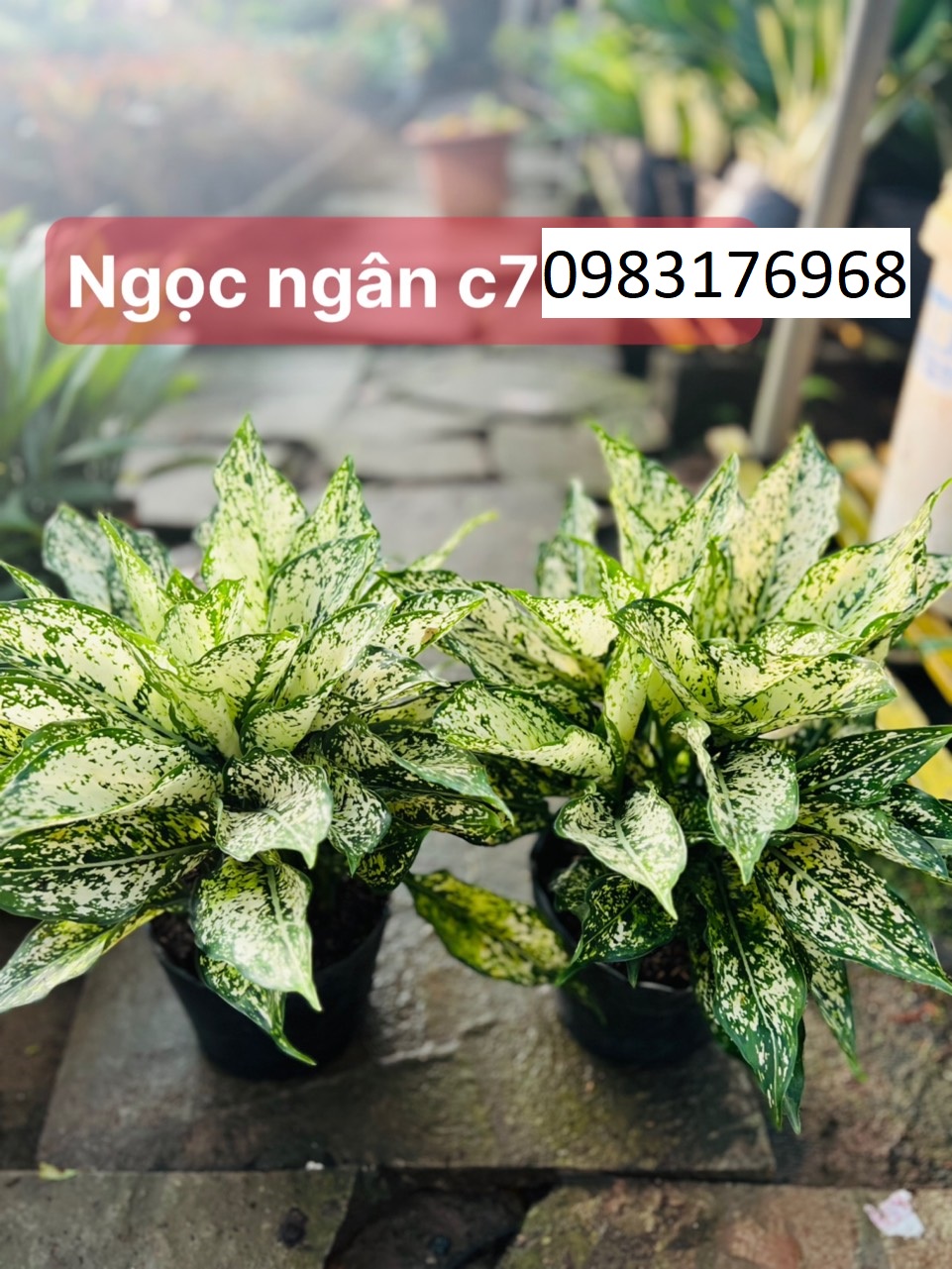 Ngọc ngân c7 35