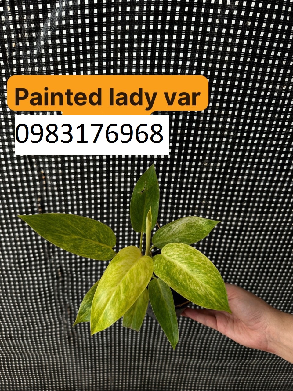 Painted lady var 70