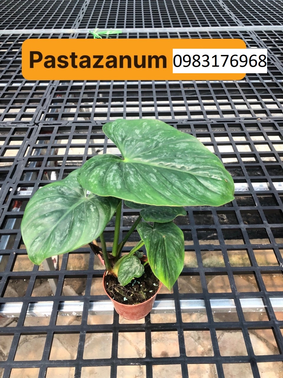 Pastazanum 45