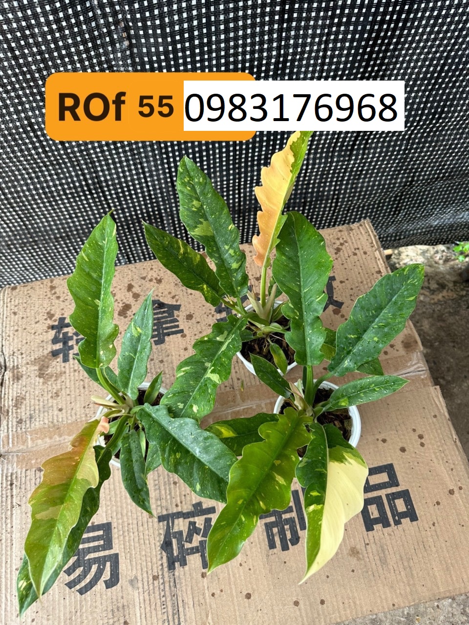 ROf 55k 1 chậu
