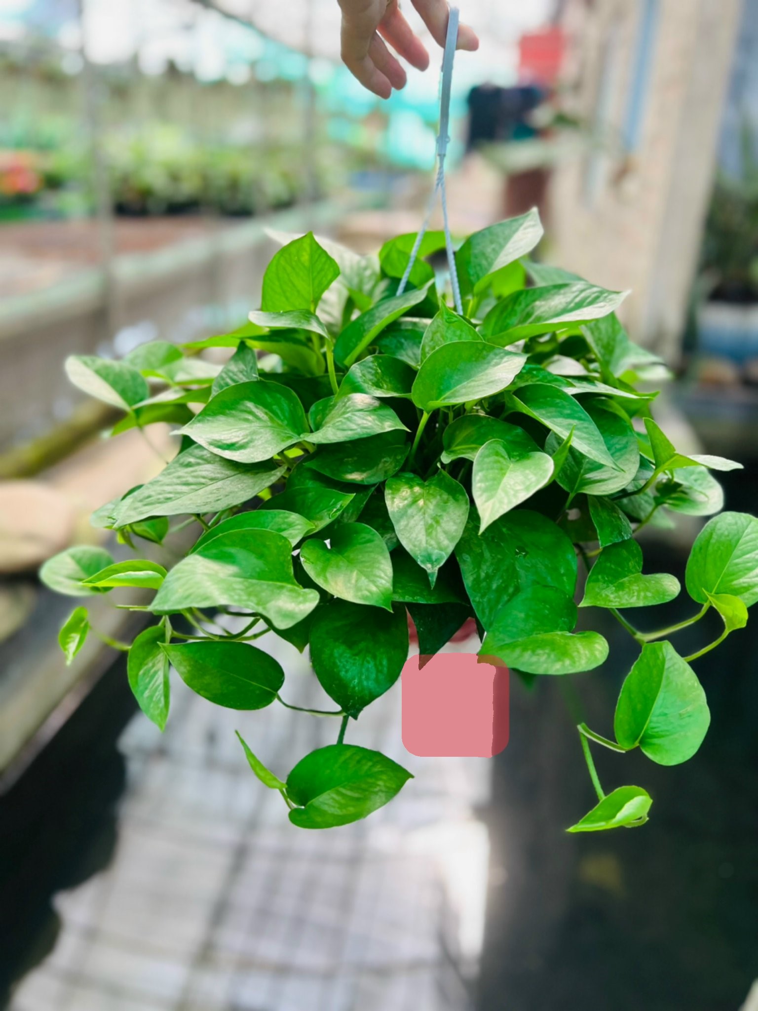 Trầu bà xanh thông minh 55k