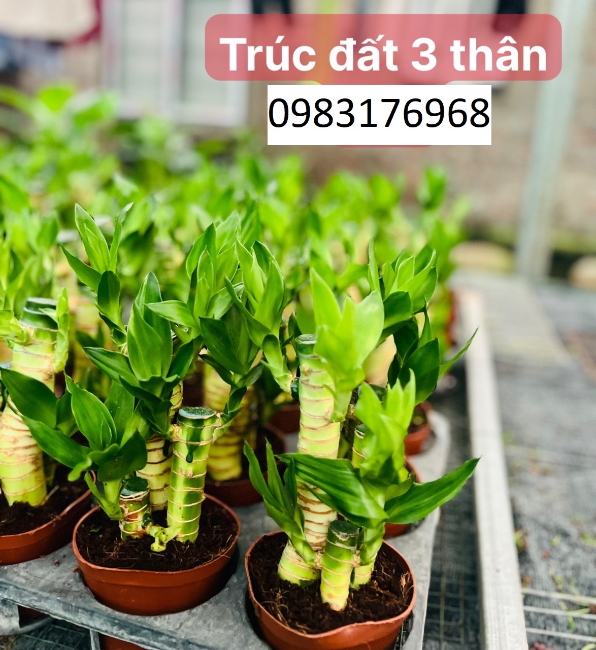 Trúc đất 3 thân 40