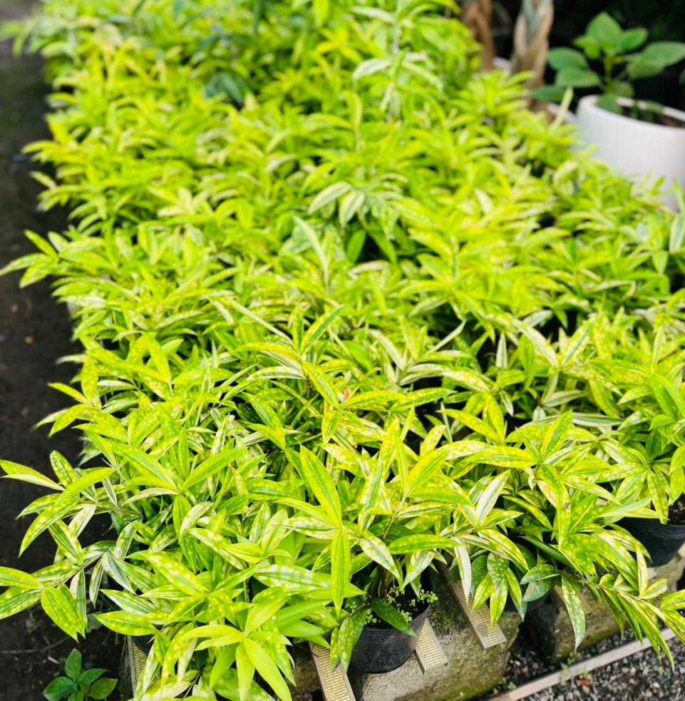 Trúc huy hoàng P 35