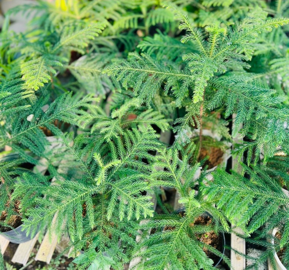 Tùng bách tán P (30cm) 50