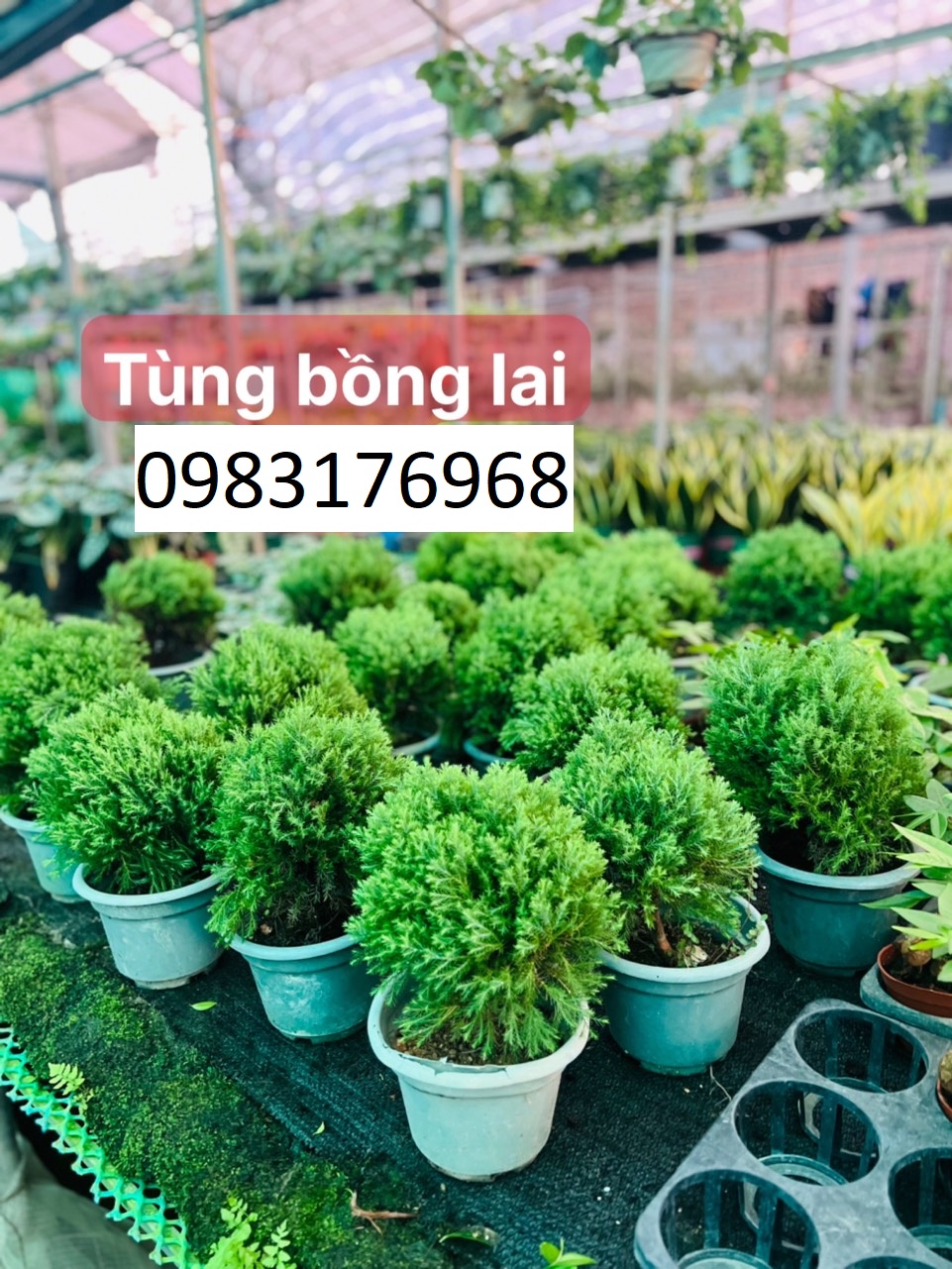 Tùng bồng lai 55
