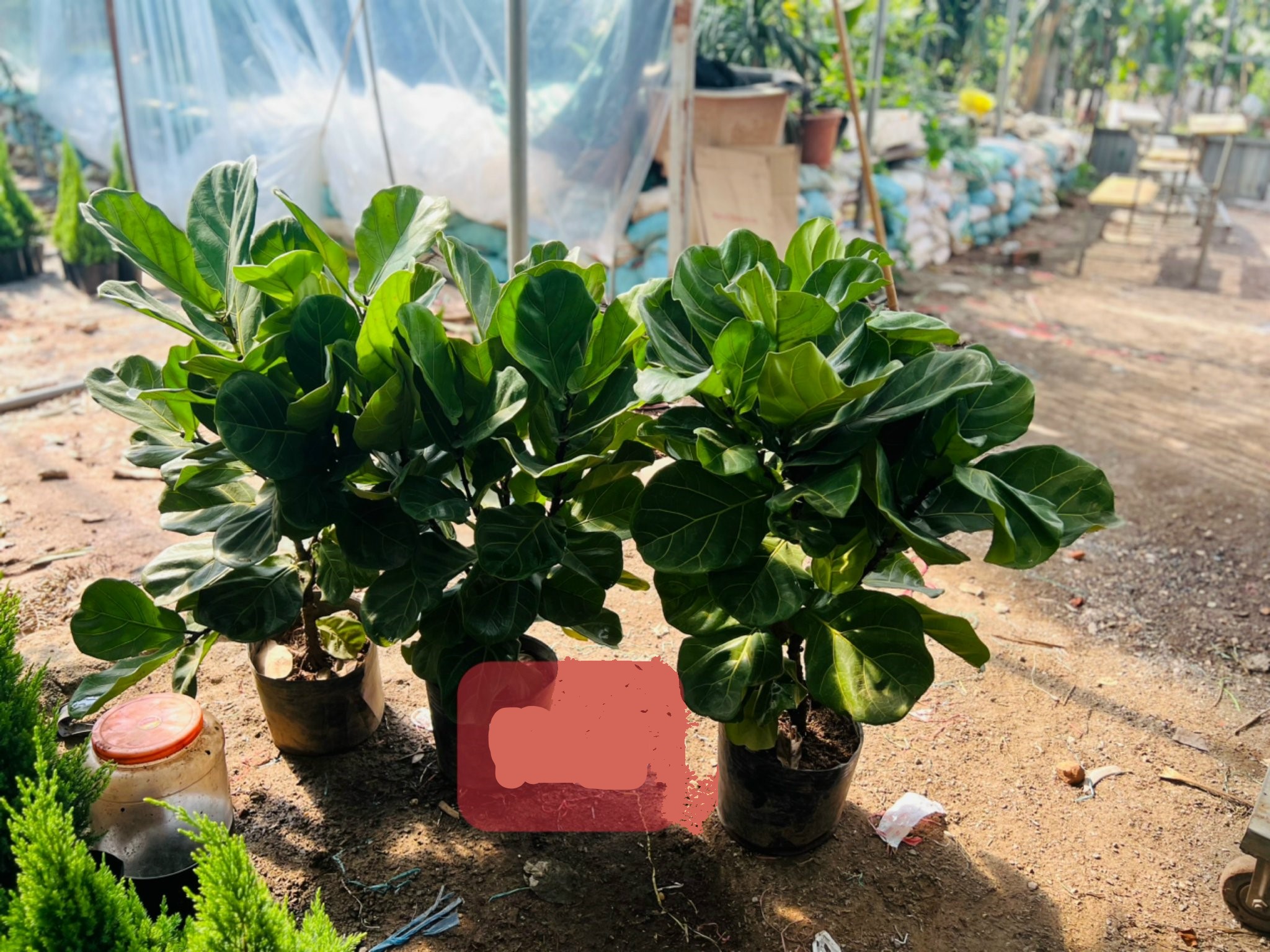 bàng singapore to 120k