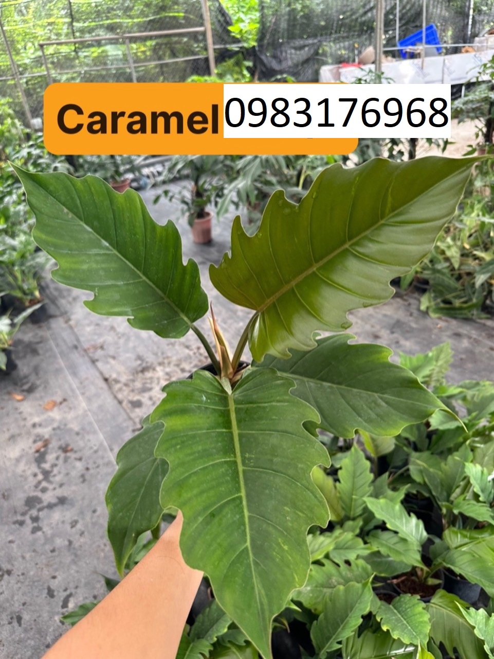 caramel 60k 1pot