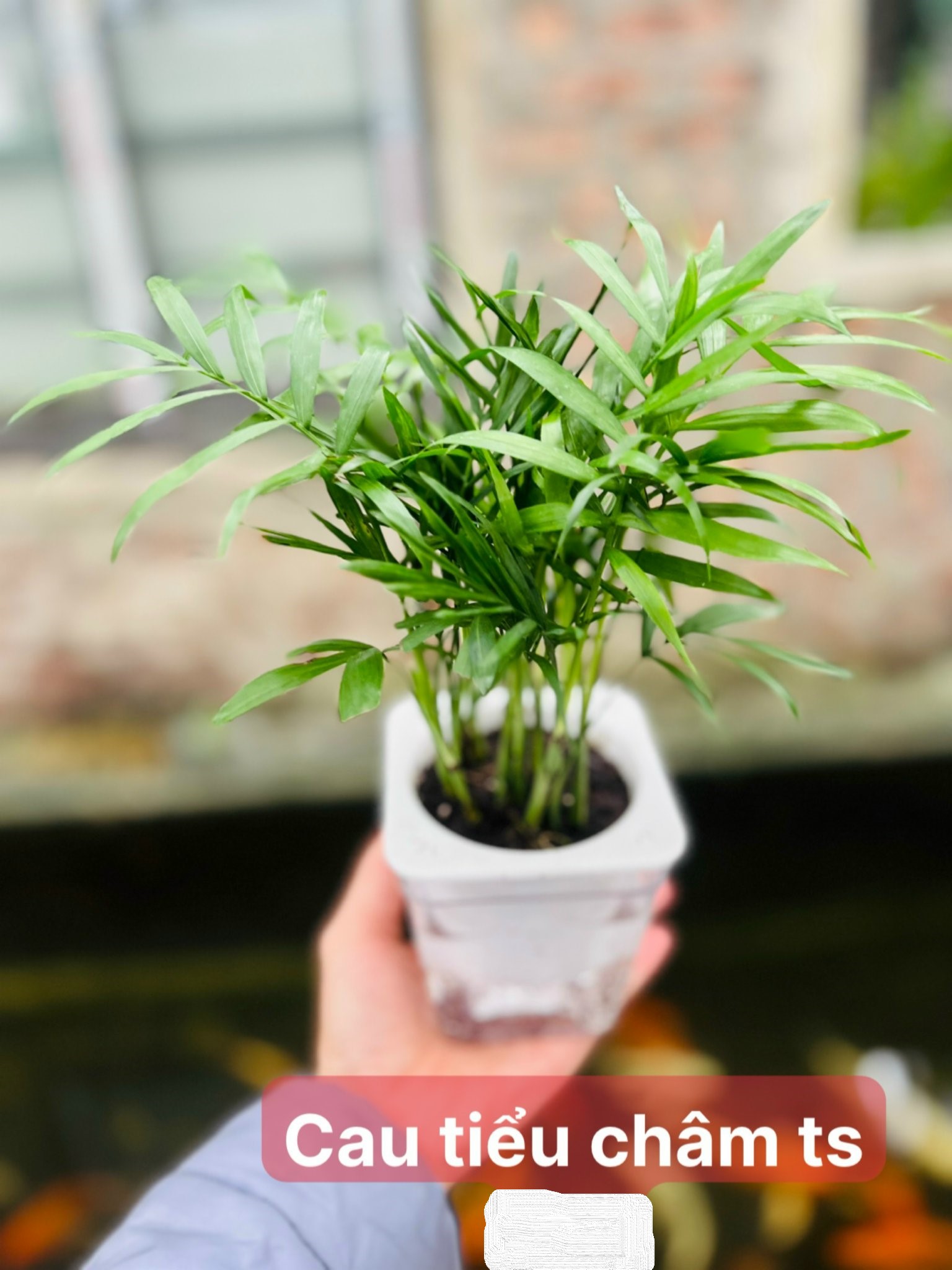 cau tiểu châm ts 40