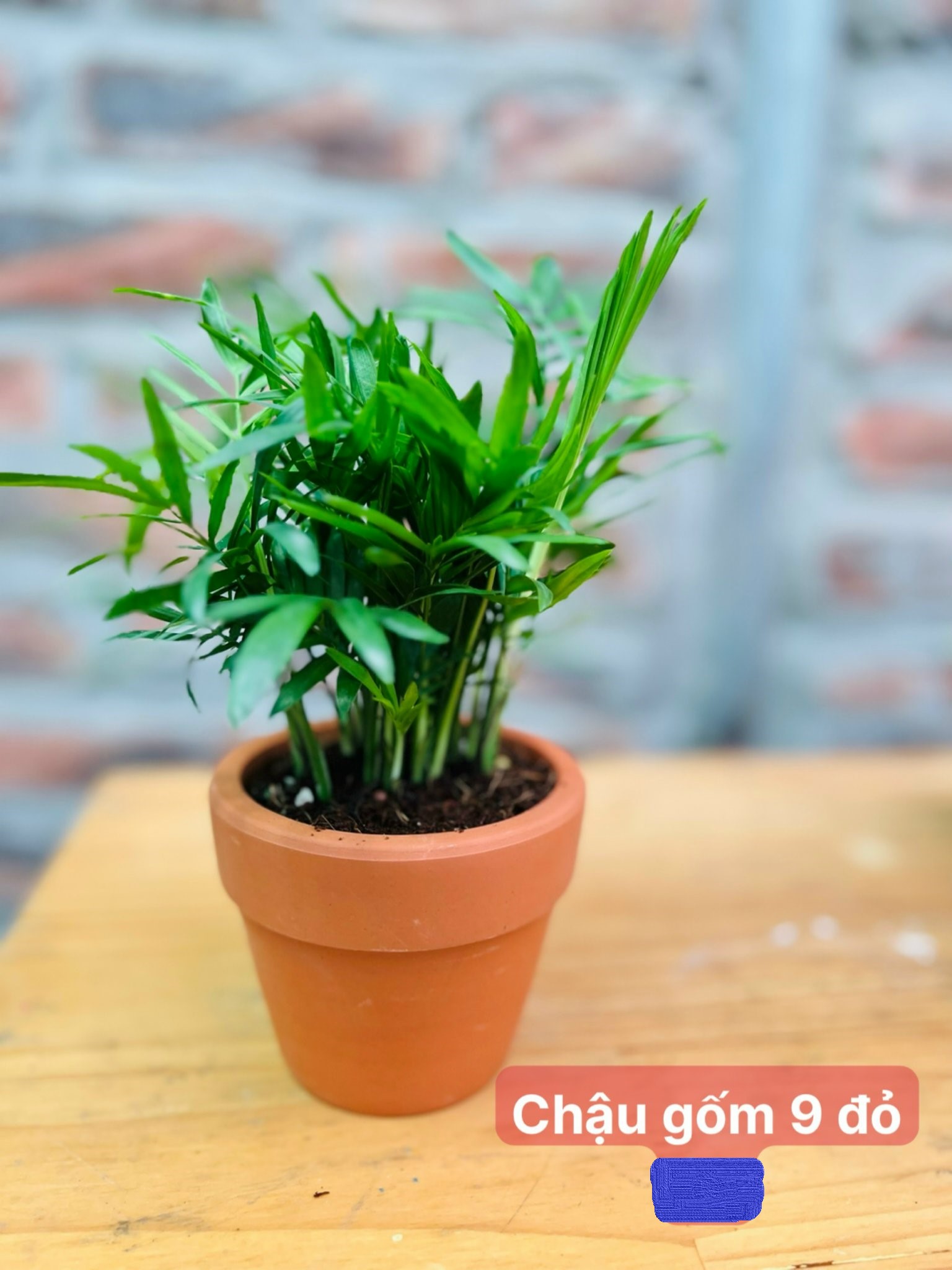 chậu gốm 9 đỏ 9