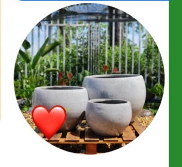 chậu trứng thấp