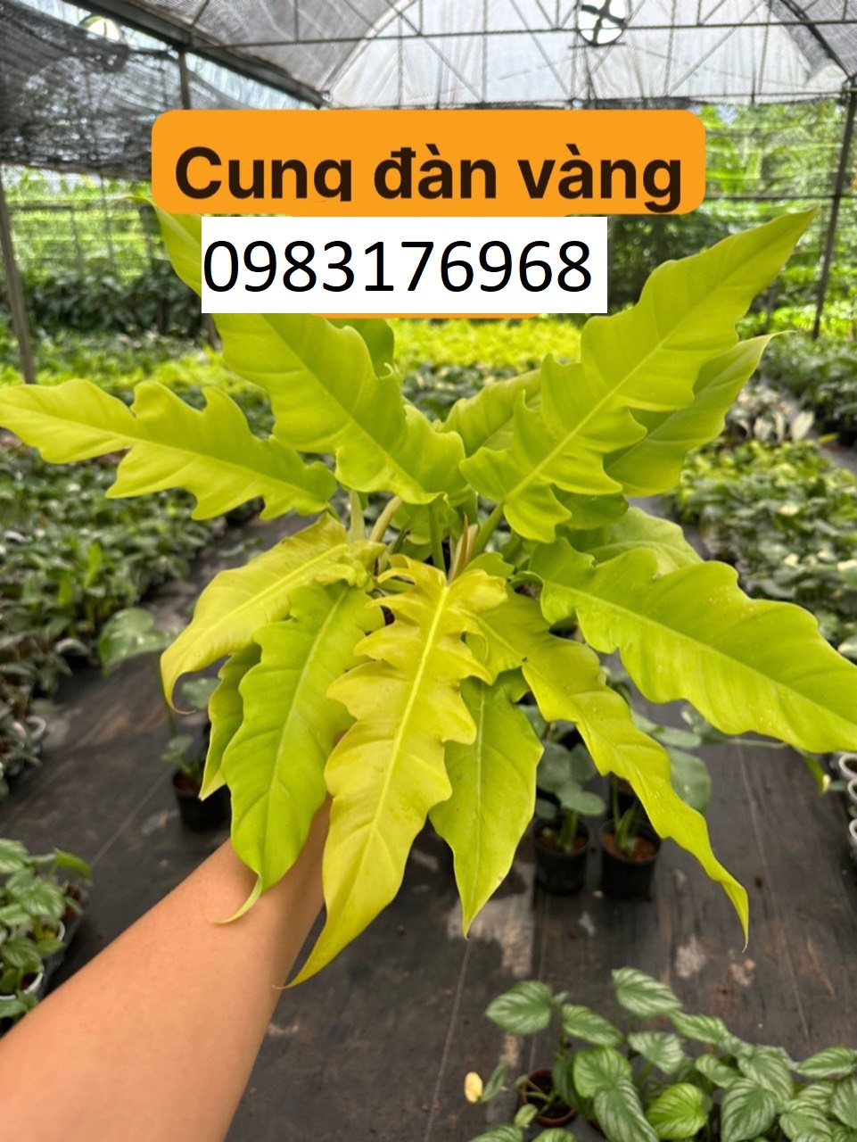 cung đàn vàn 90k 1 pot