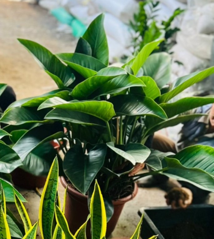 đế vương xanh lớn 180