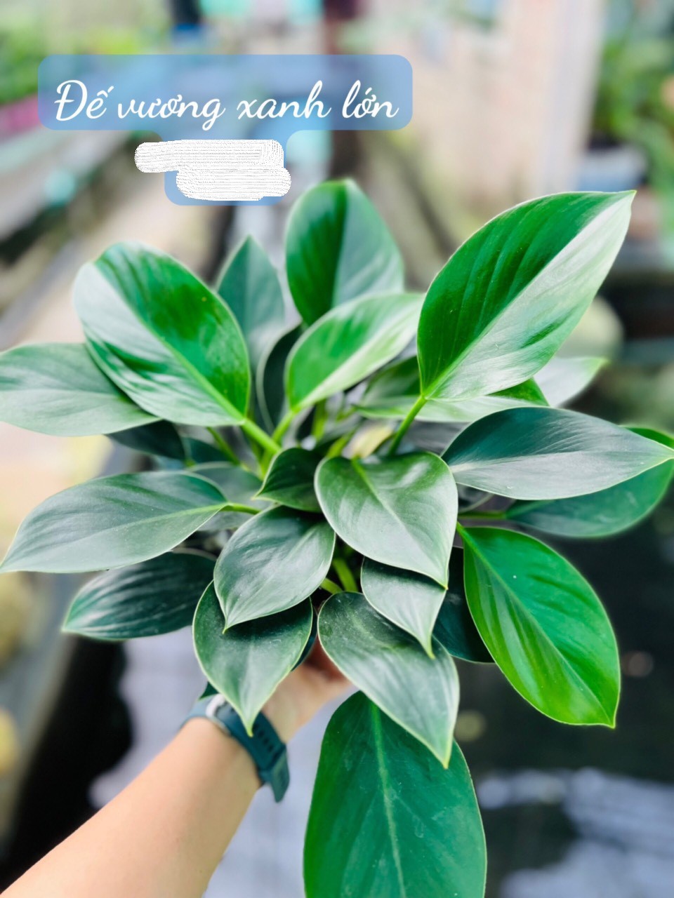 đế vương xanh lớn 65