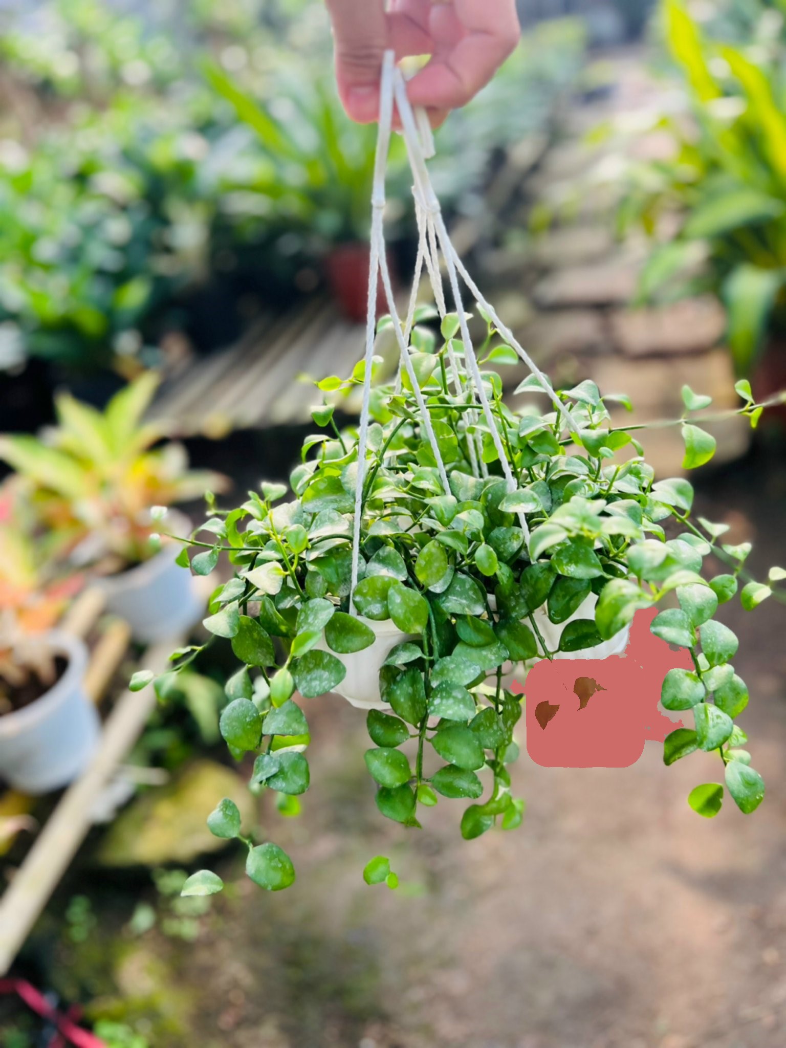 đô la treo nhỏ 30k