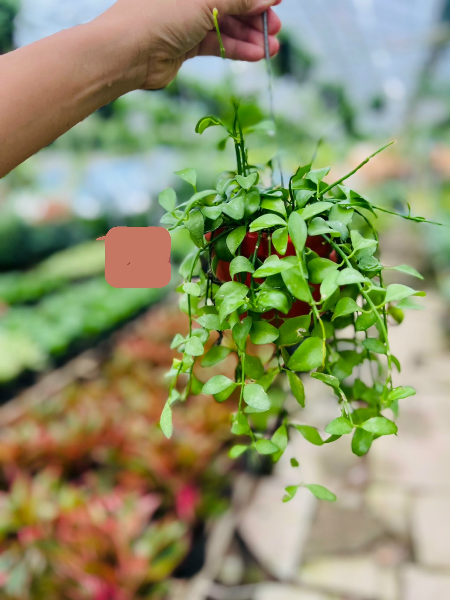 đo la treo vỏ ốc 50k