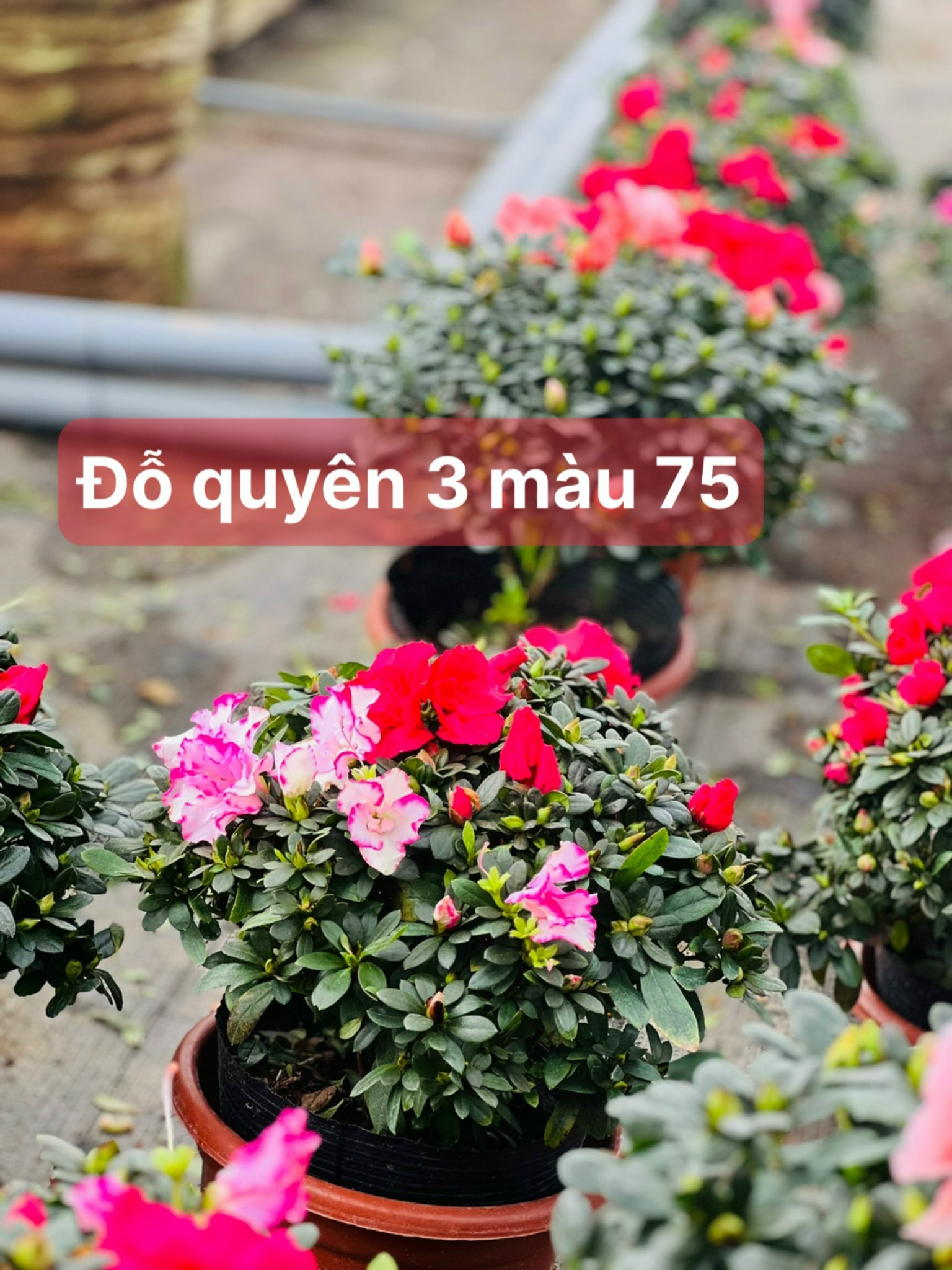 đõ quyên 3 màu 75